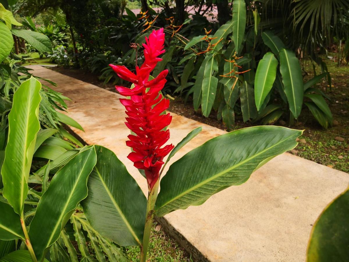 Hotel Catarata Rio Celeste Bijagua Exterior foto